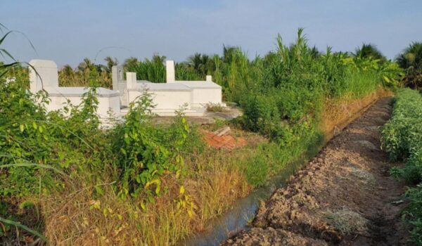Mặt tiền lô đất sổ hồng chính chủ An Thạnh Thủy rộng 660m², cây cối xanh tốt, có khu mộ của chủ khác.