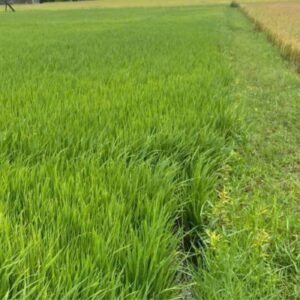 Ruộng lúa của đất 1000m2 có 200m2 thổ cư Hòa Khánh Tây Ninh