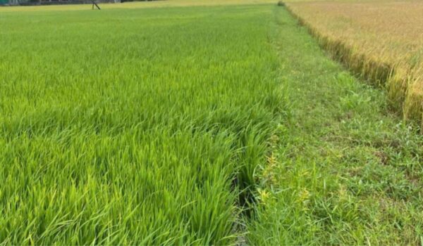 Ruộng lúa của đất 1000m2 có 200m2 thổ cư Hòa Khánh Tây Ninh