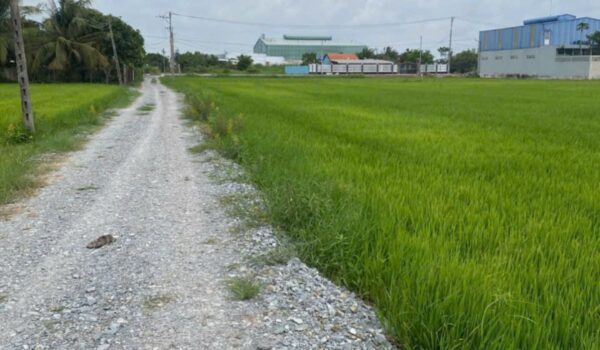 Đất 1000m2 có 200m2 thổ cư Hòa Khánh Tây Ninh, nở hậu 28m - Ảnh 2